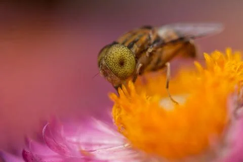 Closeup of a flower 스톡 사진