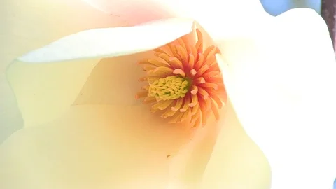 Closeup of Flower Pistil Stock Footage 92550633