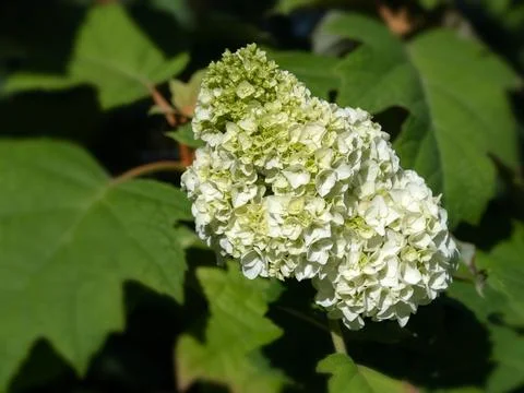 Closeup of flowerhead of Hydrangea quercifolia 'Harmony' in a garden in summe Stock-Fotos