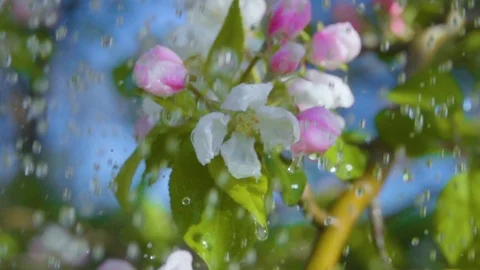 Closeup Flowering Bloom of Apple Tree Blossoming Flowers in Spring Garden. Wa Stock Footage 121737701
