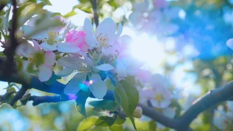 Closeup on flowering bloom of apple tree blossoming flowers in spring garden. Stock Footage 121738126