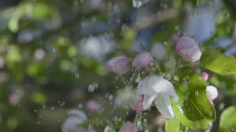 Closeup Flowering Bloom of Apple Tree Blossoming Flowers in Spring Garden. Wa Video stock 123843663