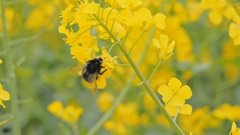 Closeup of a Flowering Bright Yellow Rape with a bumblebee 動画素材 108957157