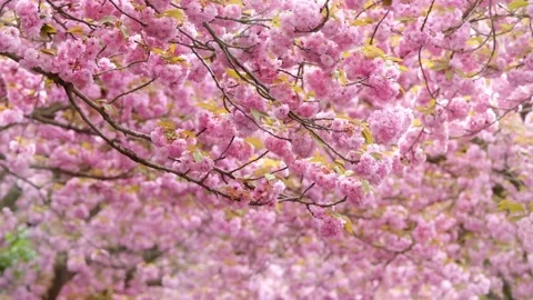 Closeup of flowering cherry tree in spring Stock Footage 273044059