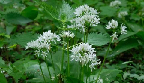 Closeup of flowering Ramsons in springtime deciduous forest, Bialowieza Fores Stock Photos