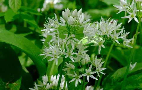Closeup of flowering Ramsons in springtime deciduous forest, Bialowieza Fores Stock Photos