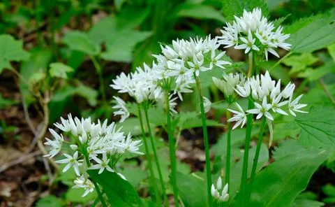Closeup of flowering Ramsons in springtime deciduous forest, Bialowieza Fores Stock Photos