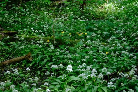 Closeup of flowering Ramsons in springtime deciduous forest, Bialowieza Fores Stock Photos