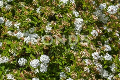 Closeup of flowering shrub bridal wreath spirea, floral background Stock Photos
