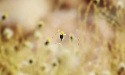 Closeup of flowers in filed Stock Photos