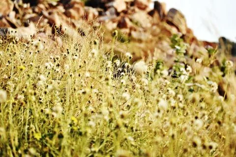 Closeup of flowers in filed Stock Photos