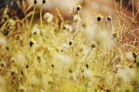 Closeup of flowers in filed Stock Photos