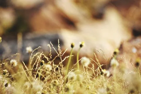 Closeup of flowers in filed Stock Photos