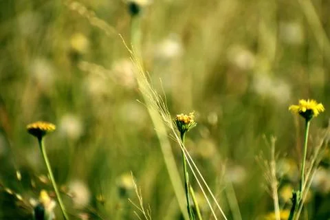 Closeup of flowers in filed Stock Photos