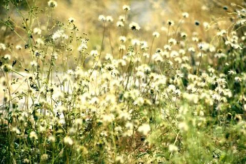 Closeup of flowers in filed Stock Photos