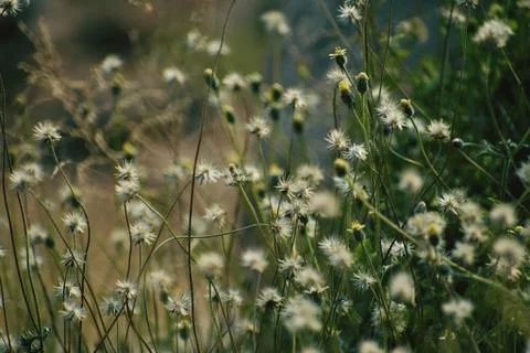 Closeup of flowers in filed Stock Photos