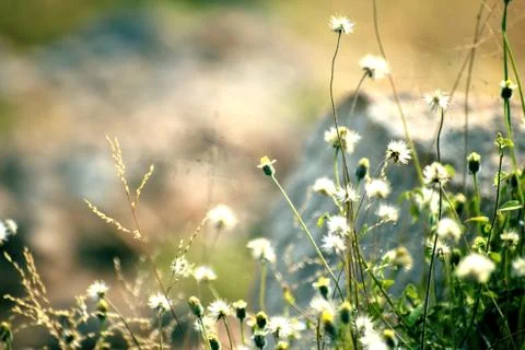 Closeup of flowers in filed Stock Photos