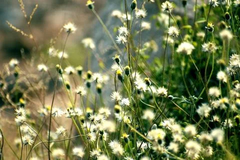 Closeup of flowers in filed Stock Photos