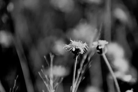 Closeup of flowers in filed Stock Photos