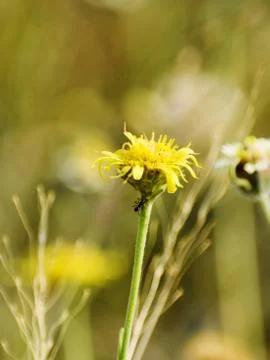 Closeup of flowers in filed Stock Photos