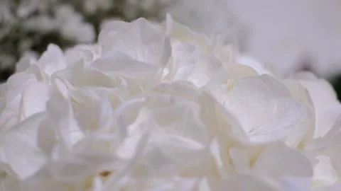 Closeup flowers Video stock 233516523