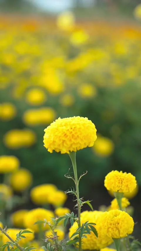 Closeup of flowers Video stock 260448851