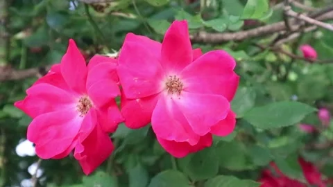 Closeup Flowers Stock Footage 274573776