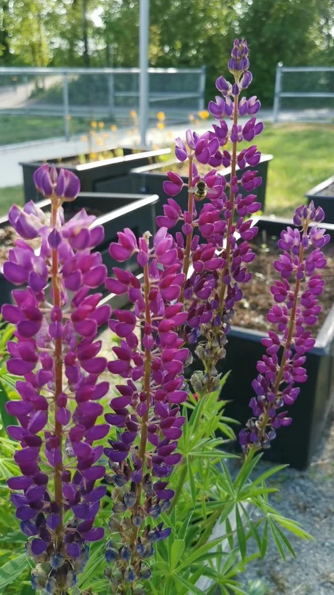 Closeup Flowers Stock Footage 326081057