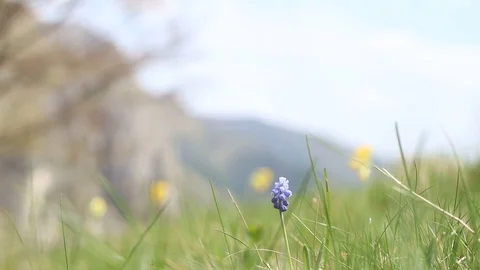Closeup of flowers, hill in background Stock Footage 90267107