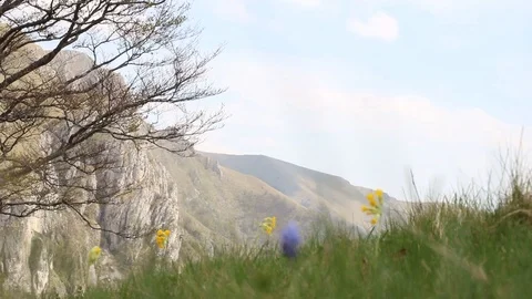 Closeup of flowers, hill in background Stock Footage 90267845