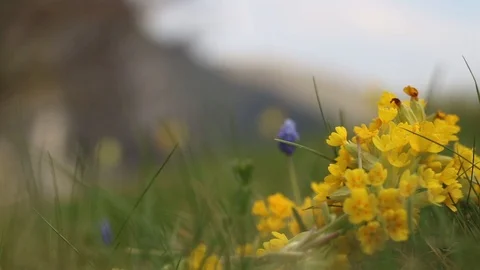 Closeup of flowers, hill in background Stock Footage 90268111