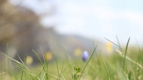 Closeup of flowers, hill in background Stock Footage 90268180