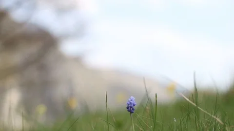 Closeup of flowers, hill in background Stock Footage 90268388