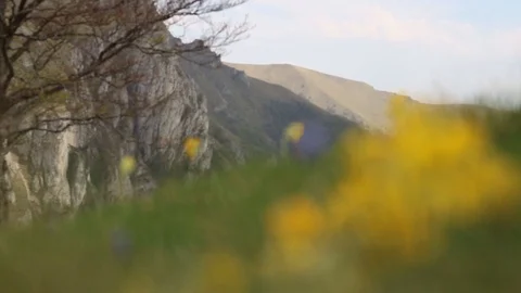 Closeup of flowers, hill in background Stock Footage 90268600