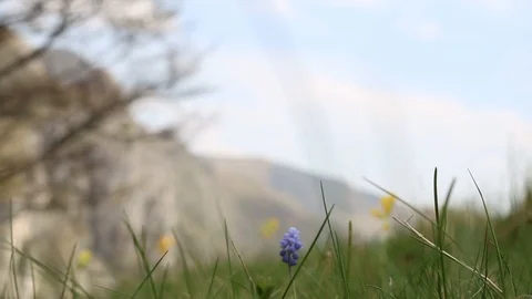 Closeup of flowers, hill in background Stock Footage 90268631
