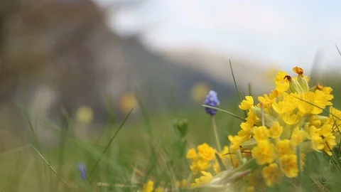 Closeup of flowers, hill in background Stock Footage 90268713