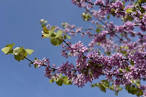 Closeup flowers of judas tree Stock Photos