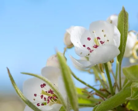Closeup of the flowers of a pear tree in springtime Stock Photos