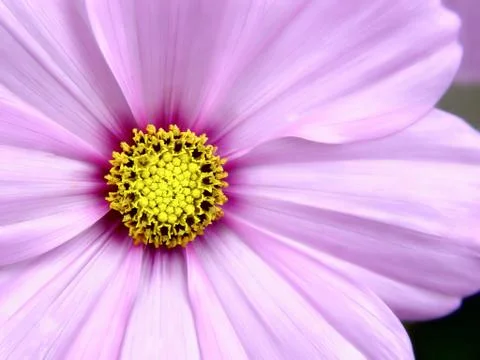 Closeup of flowers Stock Photos