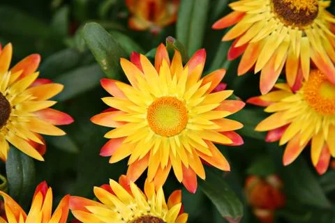 Closeup of flowers Stock Photos