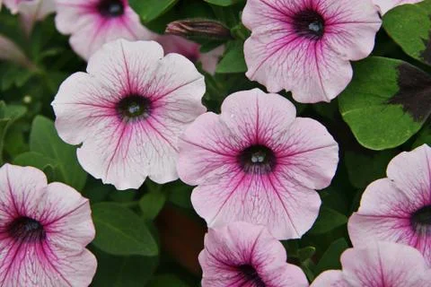 Closeup of flowers Stock Photos