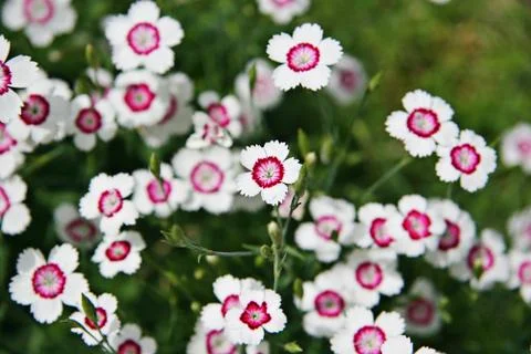 Closeup of flowers Stock Photos