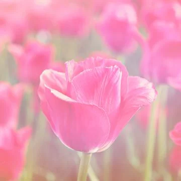 Closeup of flowers Stock Photos