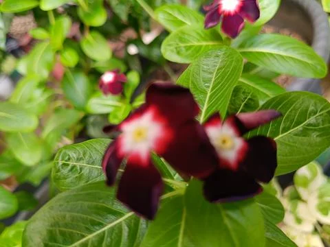 Closeup of flowers Stock Photos