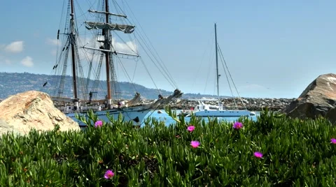 Closeup of Flowers with View of Boat Pulling into Harbor Vídeo Stock 66484412
