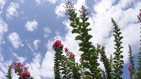 Closeup of Flowers with View into the Sky Stock Footage 81754250