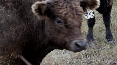Closeup Fluffy Brown Steer 스톡 동영상 153240155