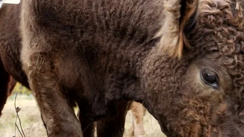Closeup Fluffy Brown Steer 스톡 동영상 153240158