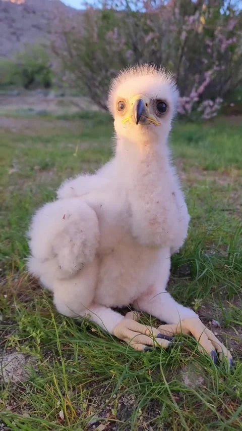 Closeup of a fluffy golden eagle chick sitting in the grass Vidéo 334353069