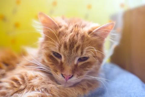 Closeup fluffy orange muzzle cat Stock Photos